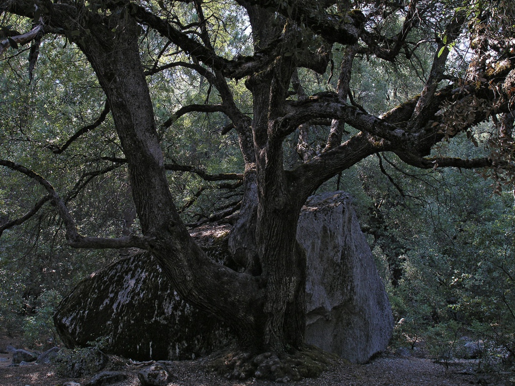 Старое дерево