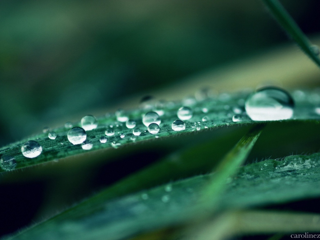 Капли воды на листьях