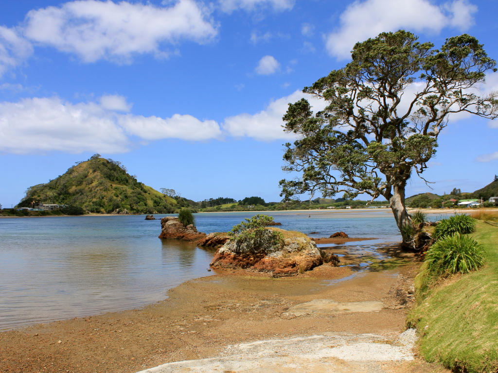 Дерево на берегу озера