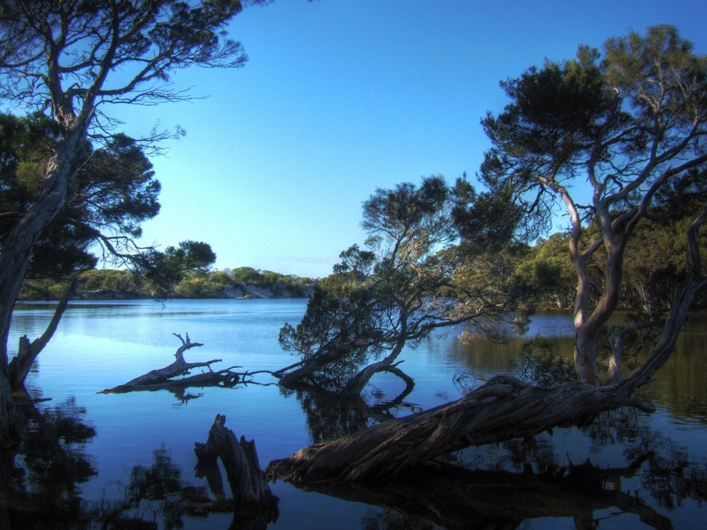 Деревья затопленные водой