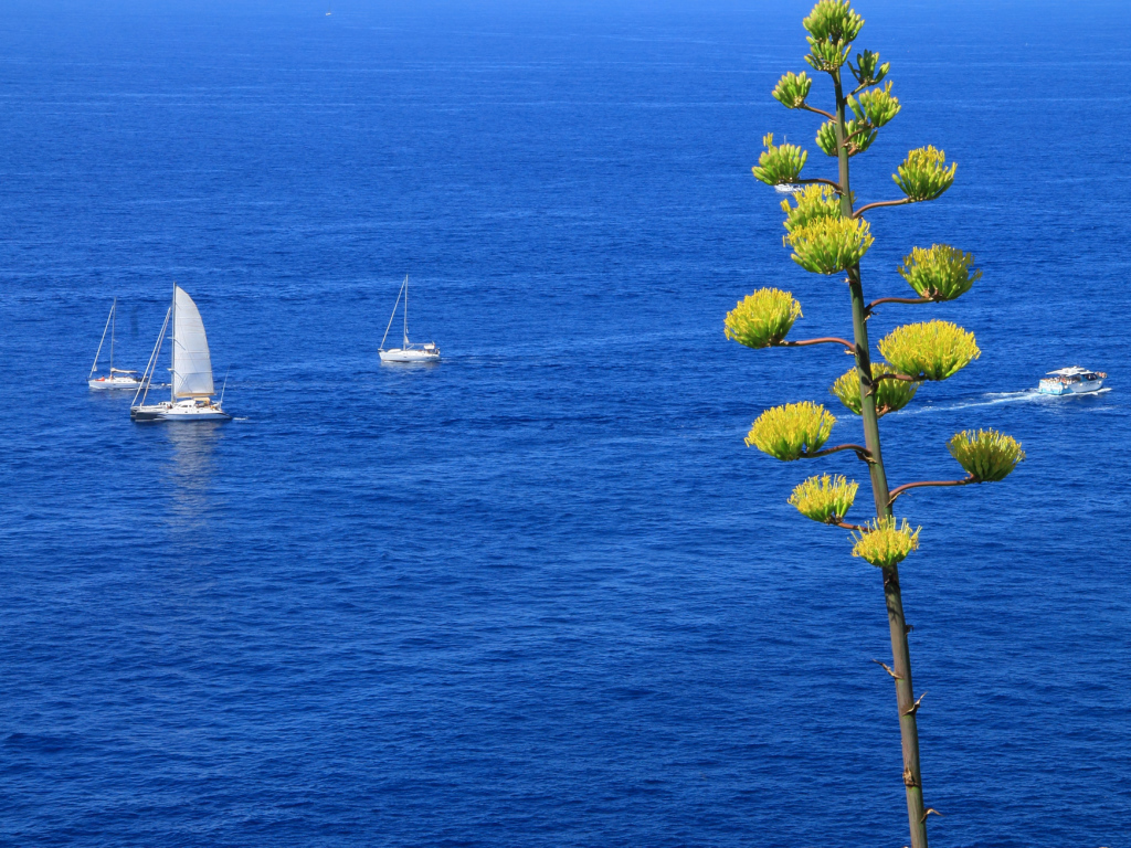 Парусники в море