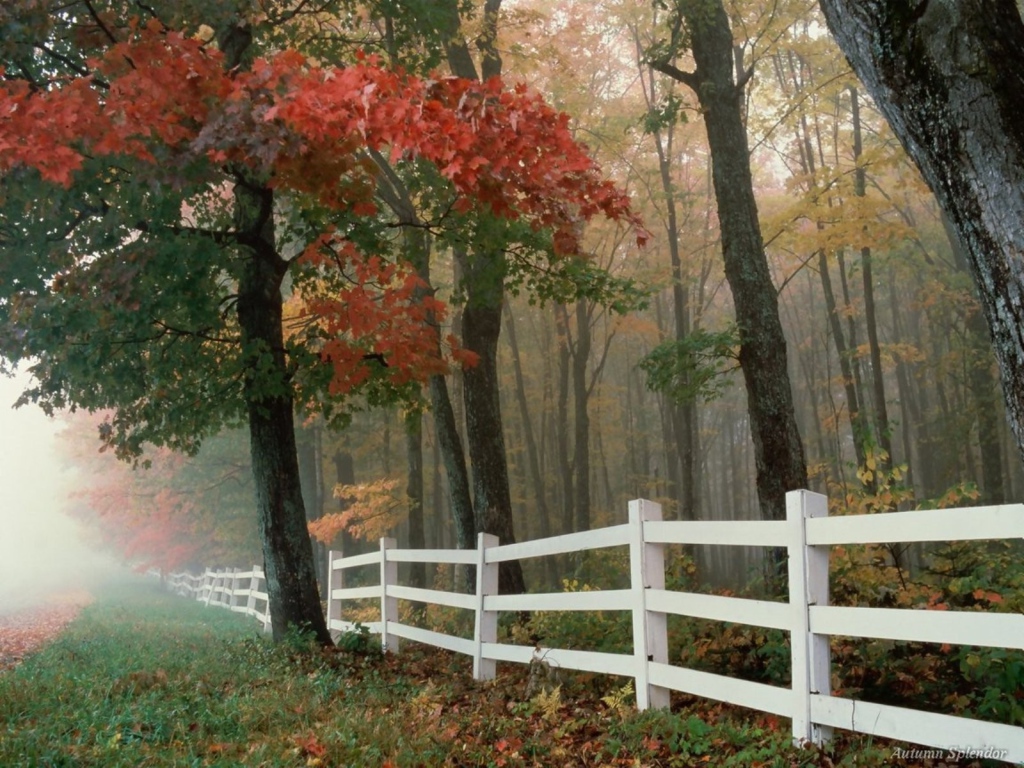 White fence in the autumn forest
