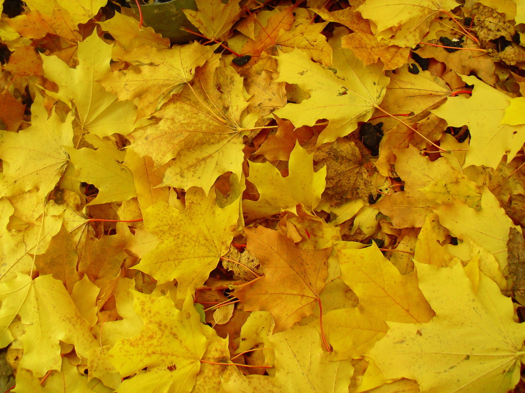 	   Background of yellow leaves