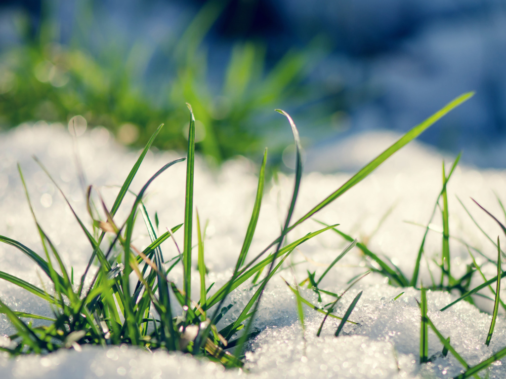  Early grass from under the snow in spring