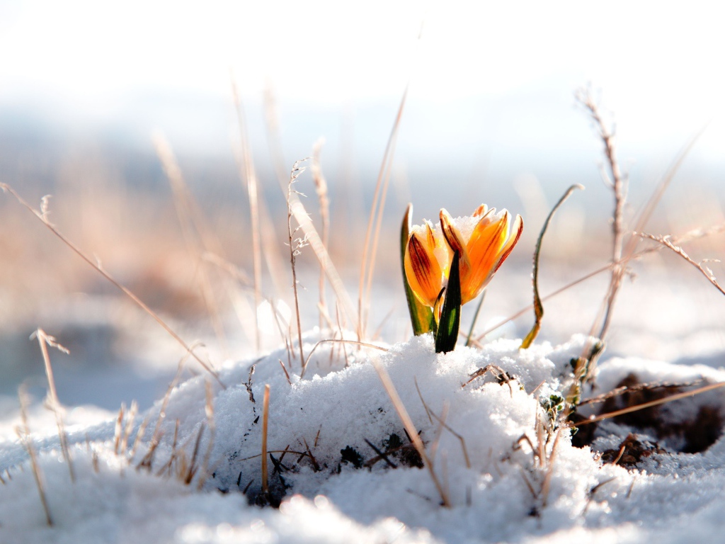  Flowers on melted snow