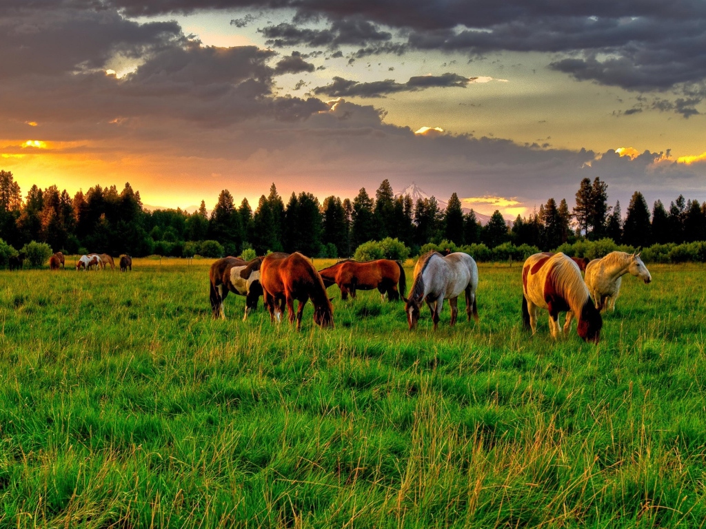 Herd of horses in the summer