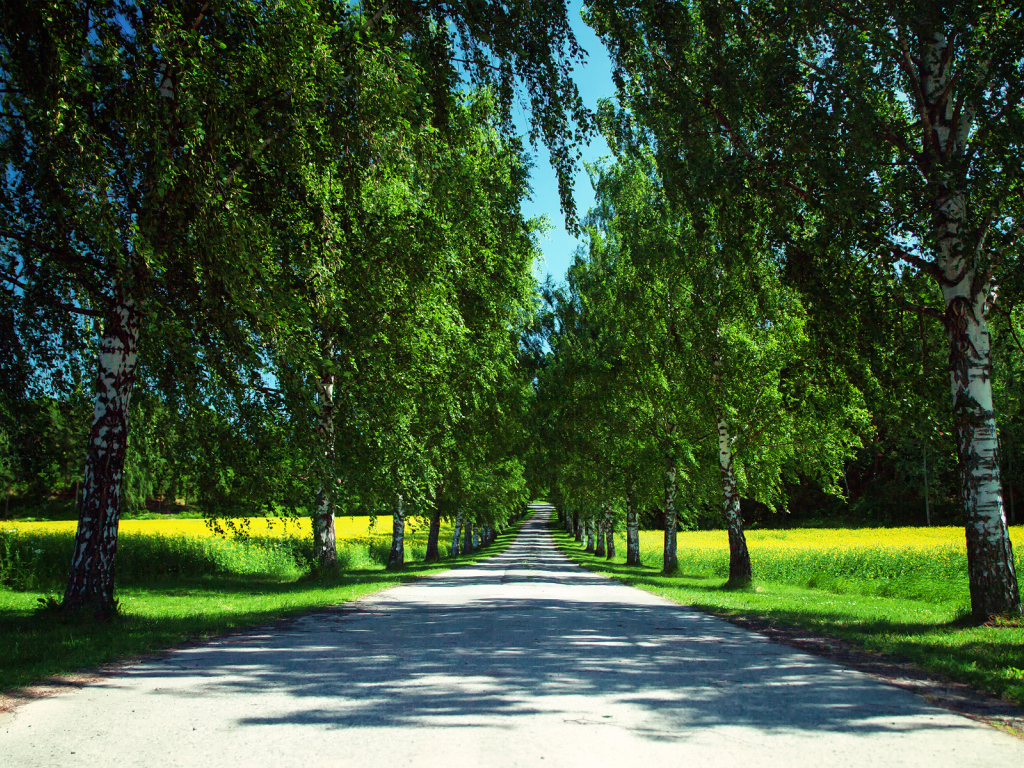 Road among birches summer