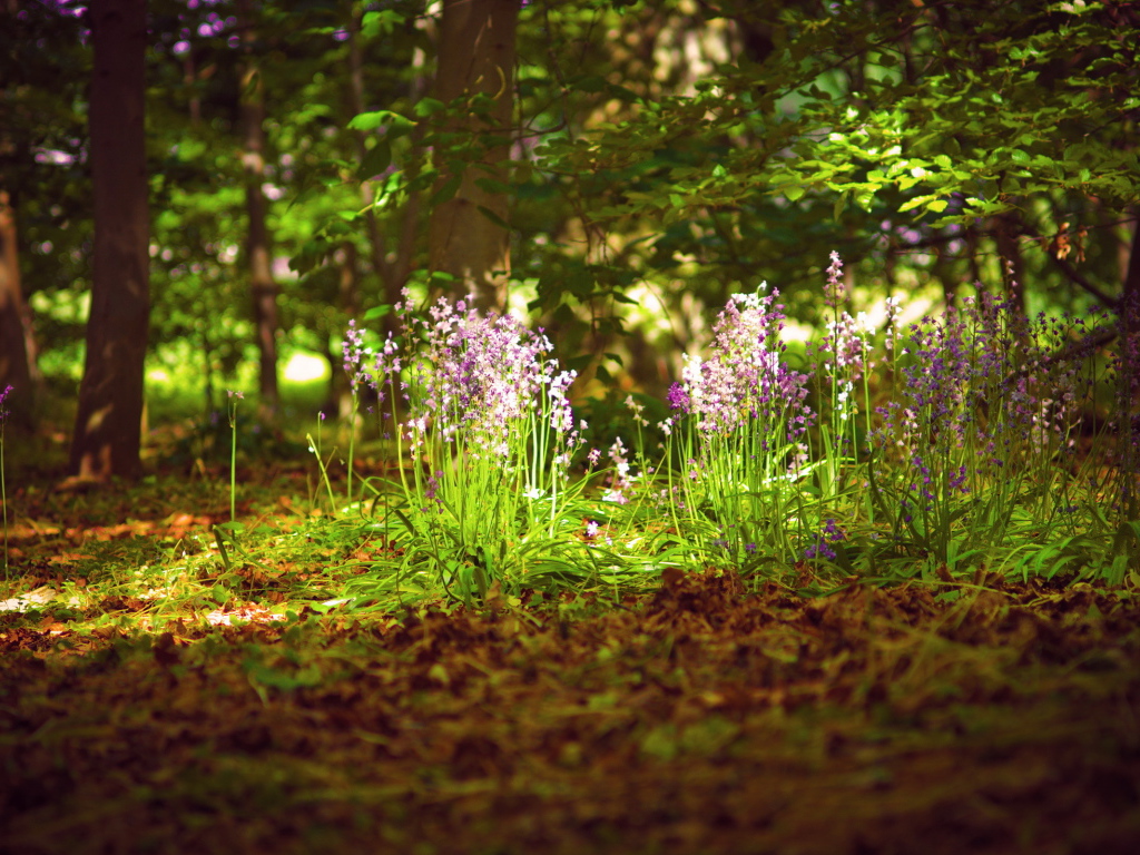 Цветочная поляна в лесу