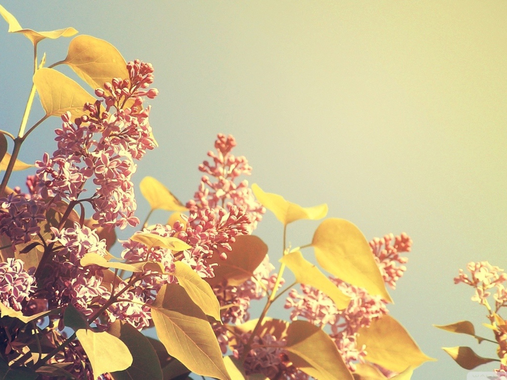 Летние цветы