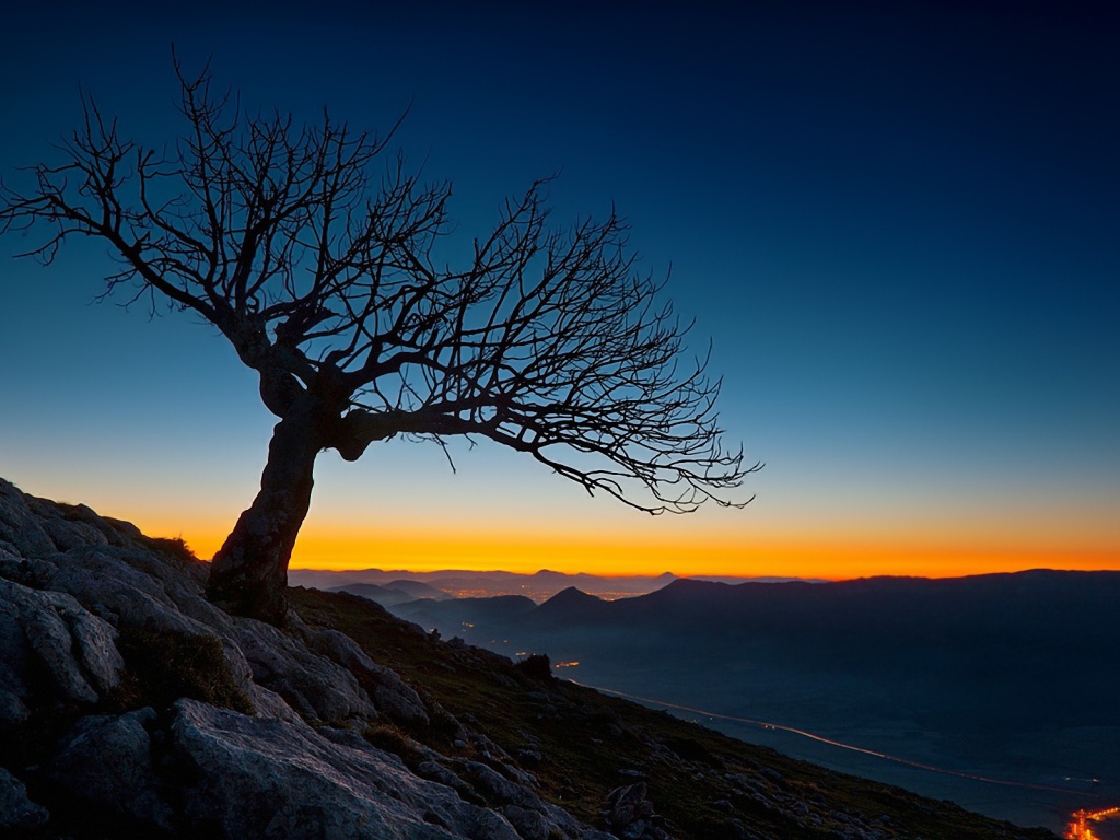 Засохшее дерево на закате