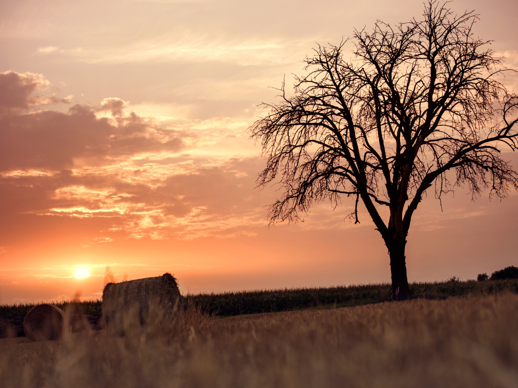 Одинокое дерево на фоне заката