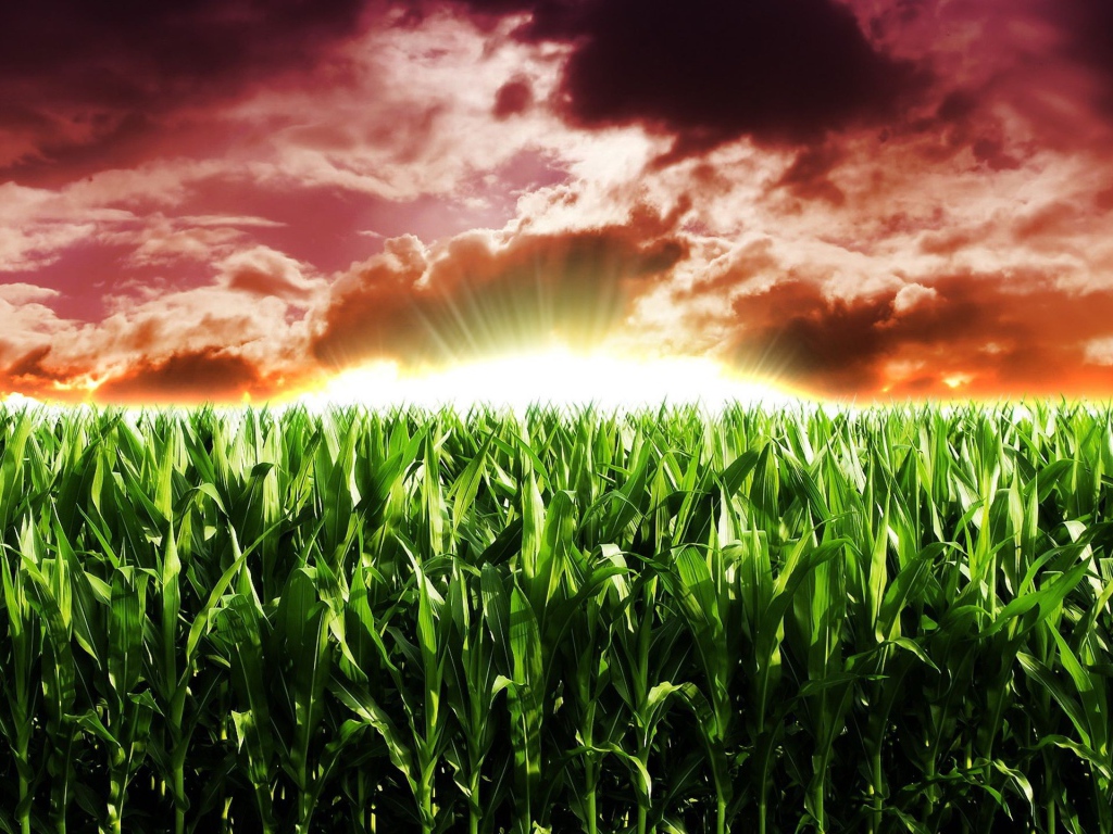 Закат на кукурузном поле