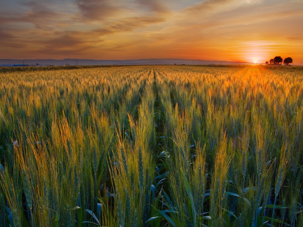 Закат над полем в Калифорнии