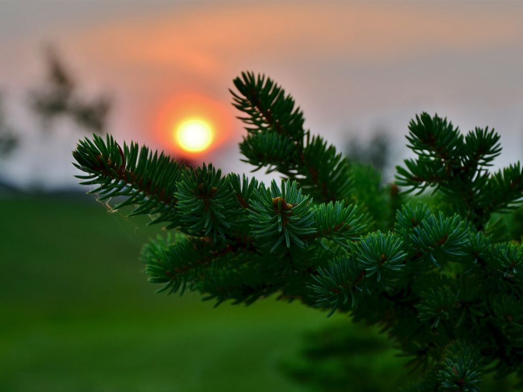 Ветка ели на закате