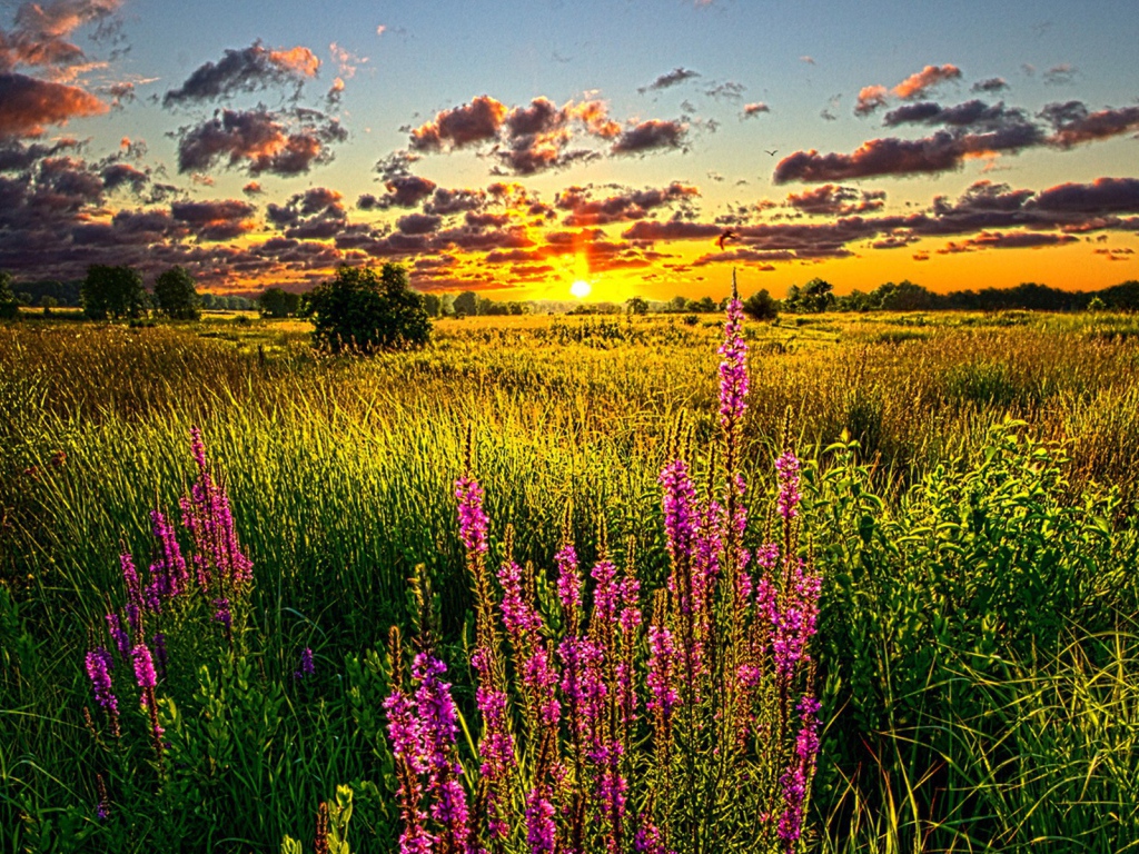 Летний закат над полем
