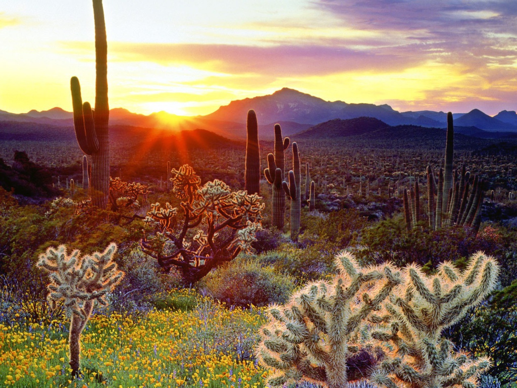 Закат над кактусами