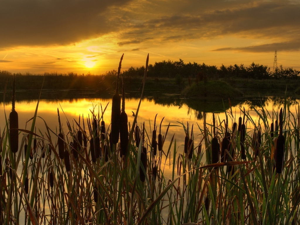 Закат в камышах