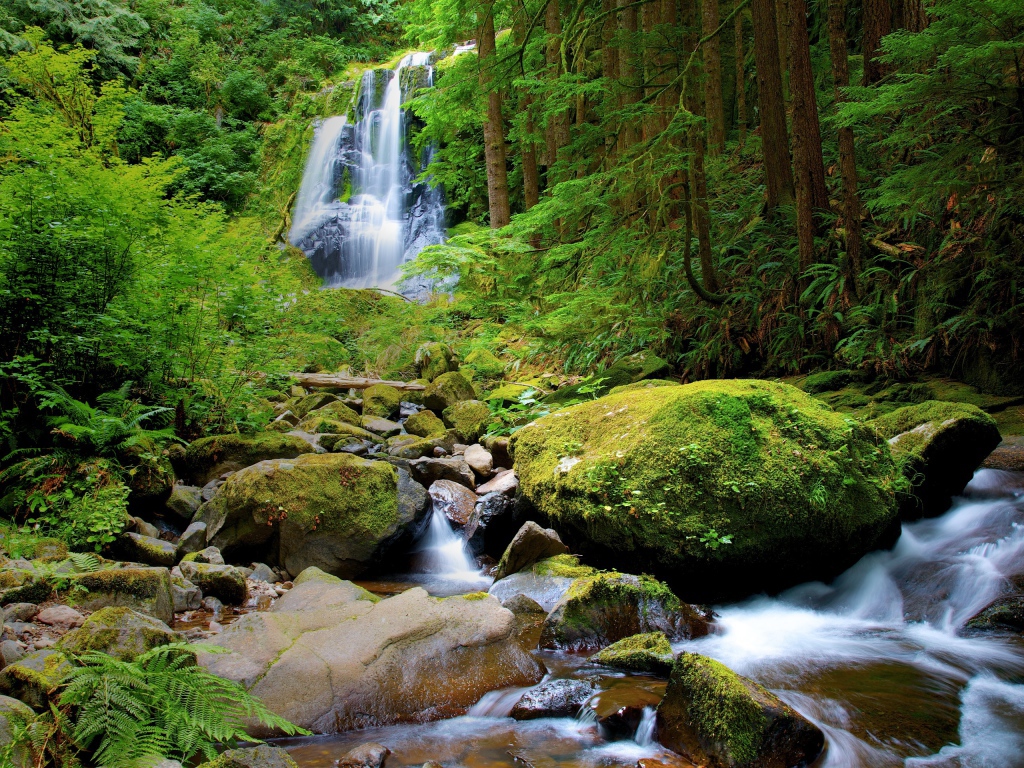 Водопад в густом лесу