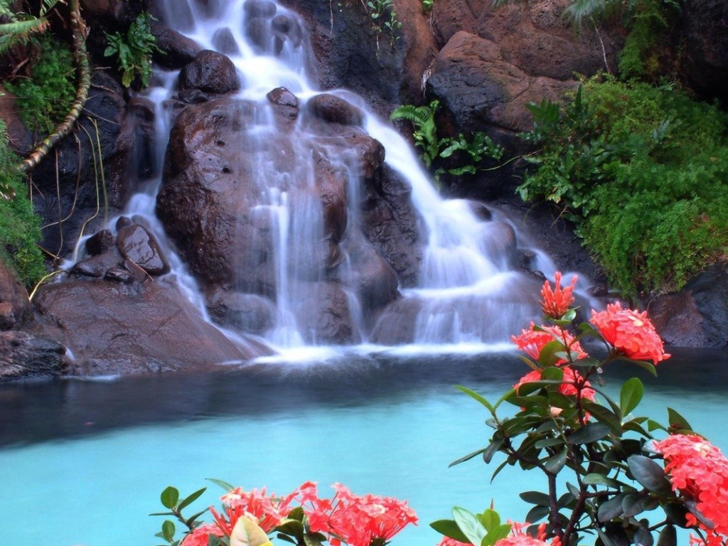 Красные цветы на фоне водопада