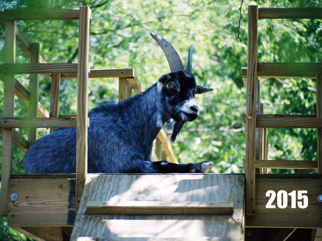 Новый Год 2015 Синяя коза