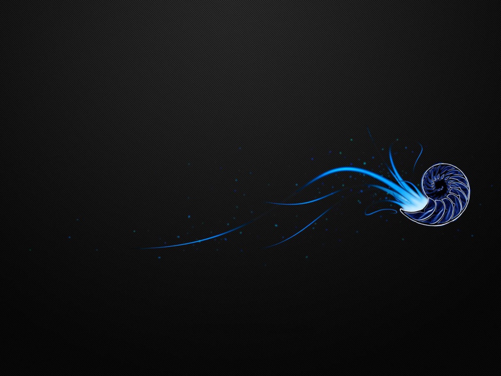 Ракушка на черном фоне