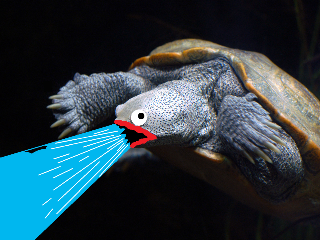 Черепаха изрыгает воду