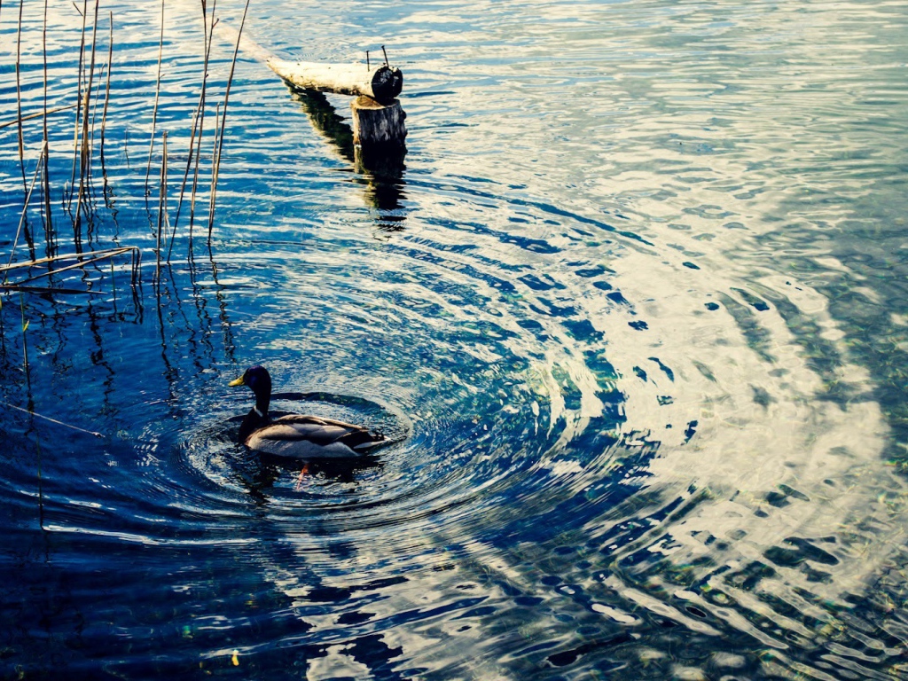 Утка на воде озера Клопайнер Зее, Австрия