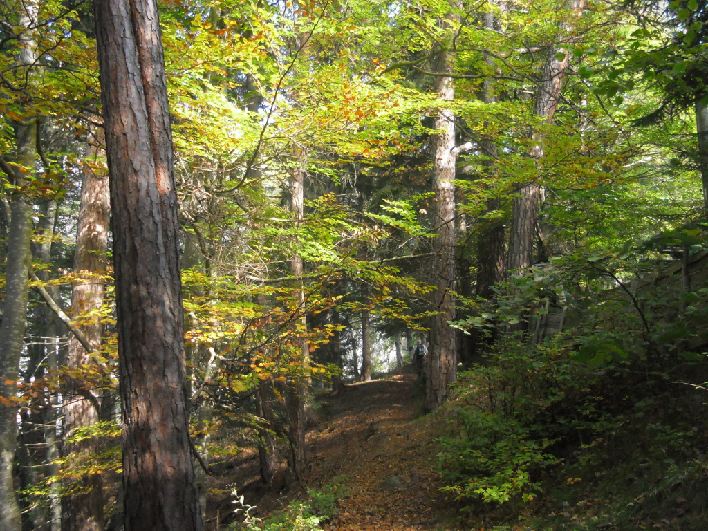 Лес на курорте Тельфс-Бюхен, Австрия