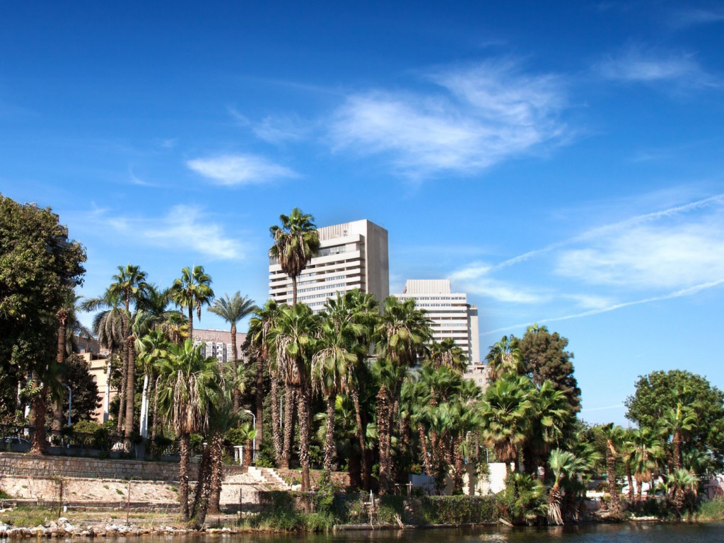Пальмы на фоне зданий в Каире