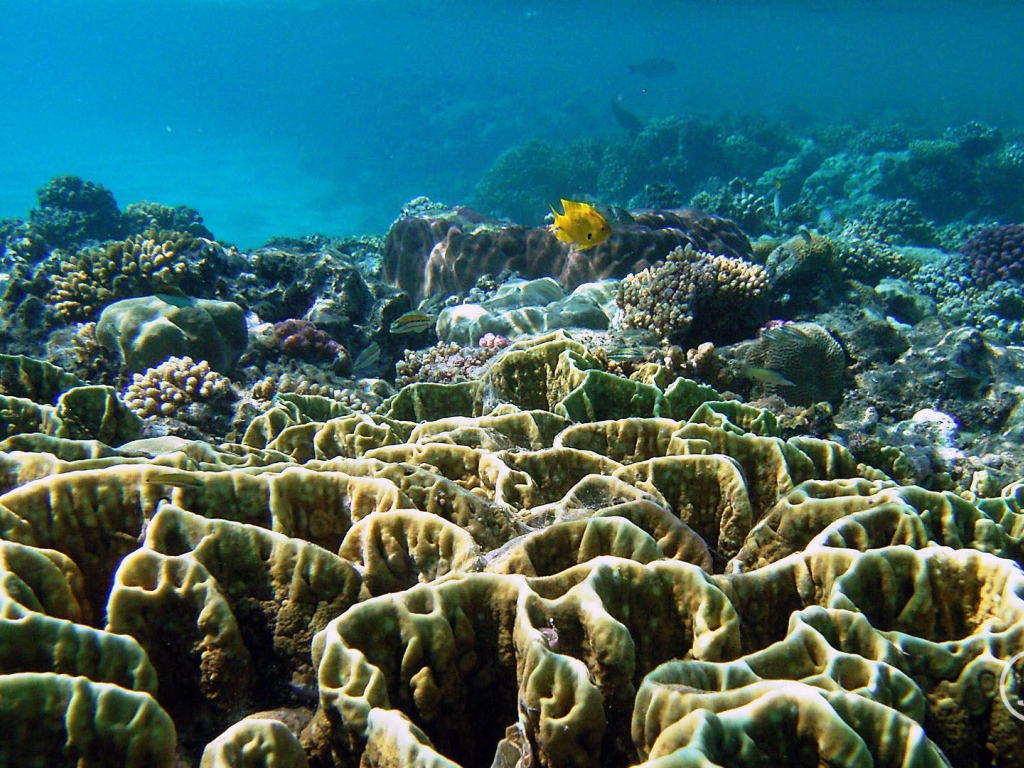 Подводный мир на курорте Эль Кусейр, Египет