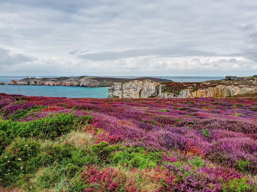 Цветущие поля в Бретань, Франция