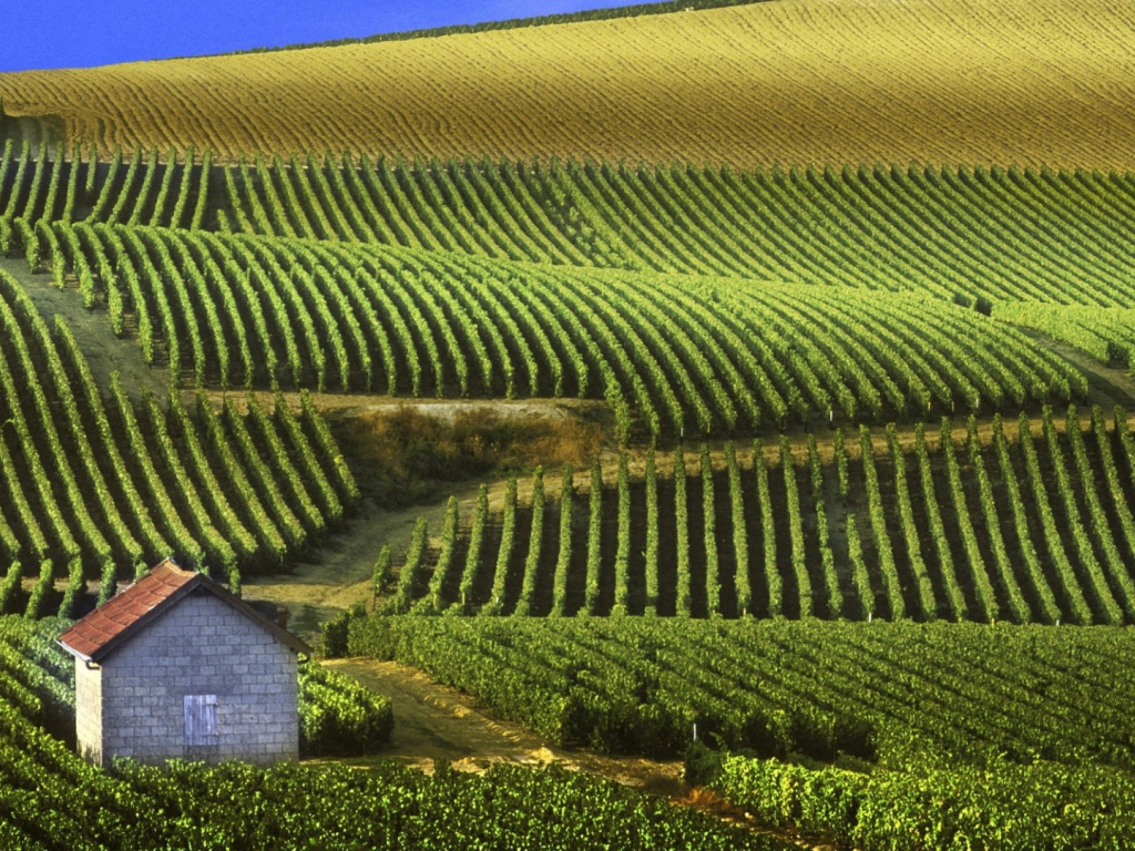 Бескрайние виноградники в провинции Шампань, Франция