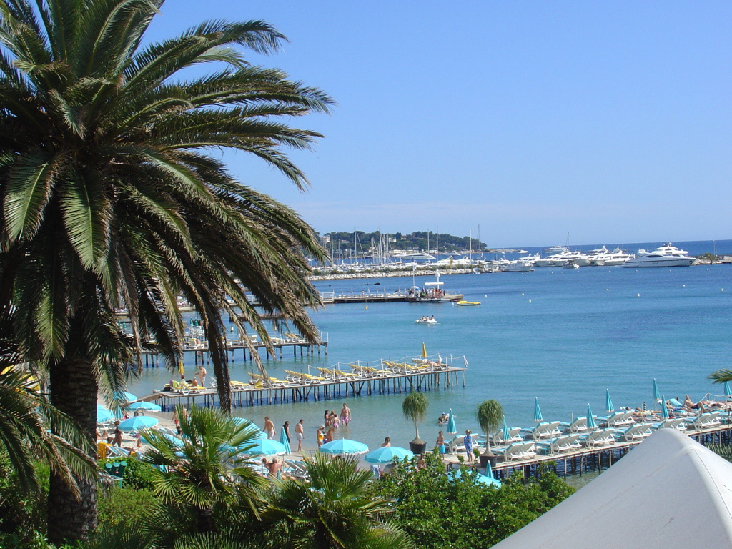 Пальма на фоне залива на курорте Антибы, Франция