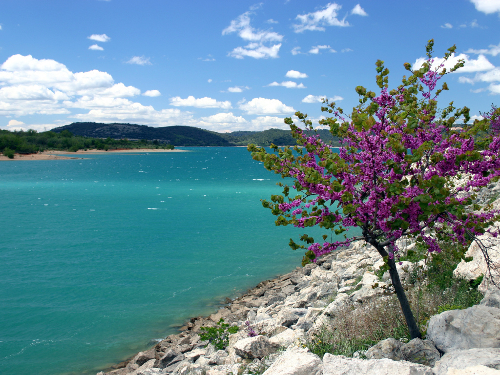 Дерево на берегу в Провансе, Франция