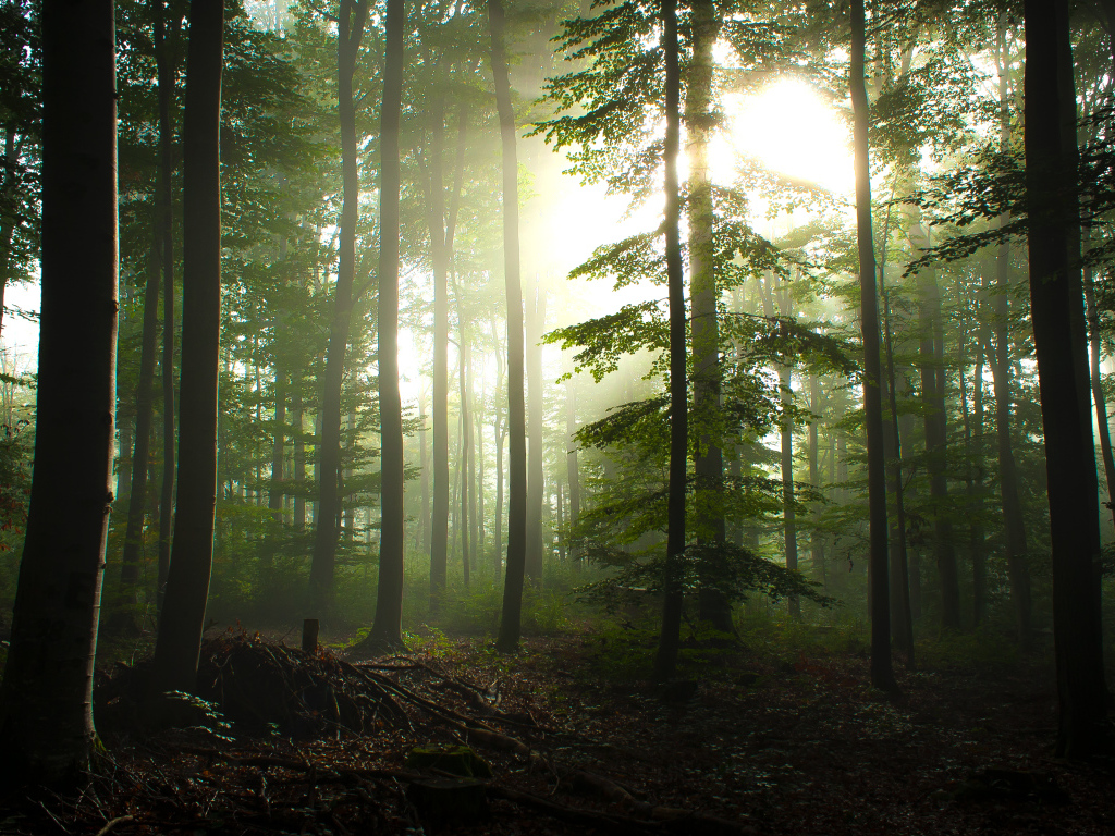 Туман в лесу рядом с городом Вальденбух, Германия