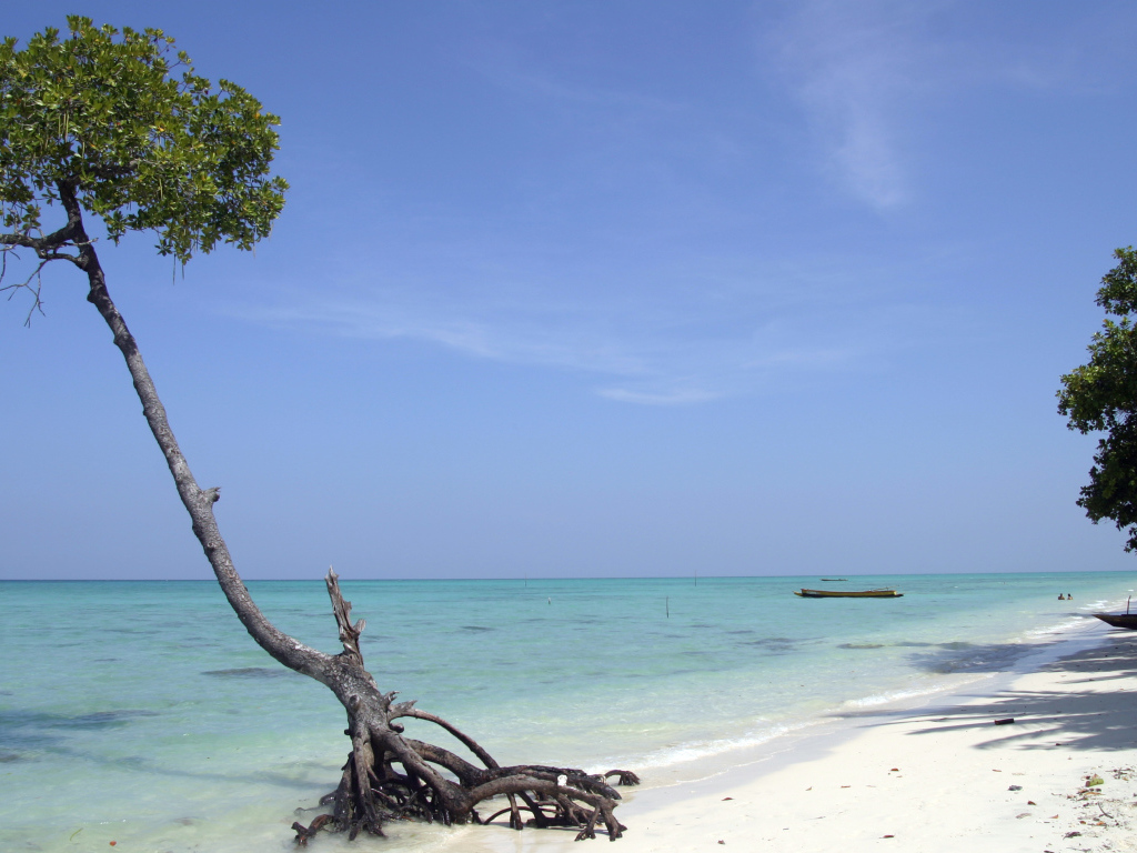 Красивое дерево на Андаманских островах