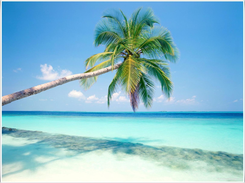 Пальмы в Гоа