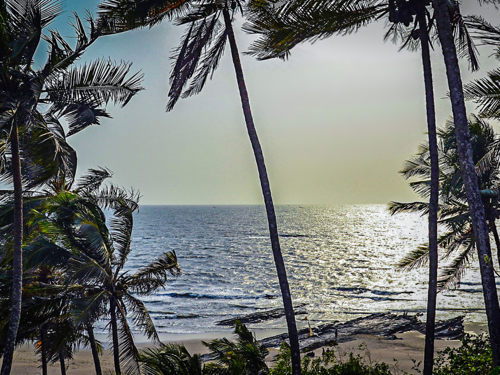 Пальмы на пляжах в Гоа