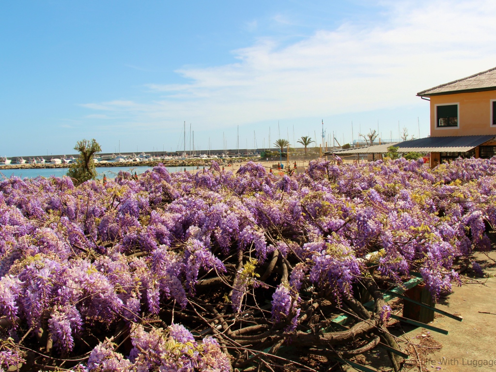 Цветы на пляже в Сан Ремо, Италия