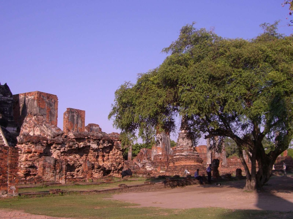 Дерево в храме на курорте Аютайя, Таиланд