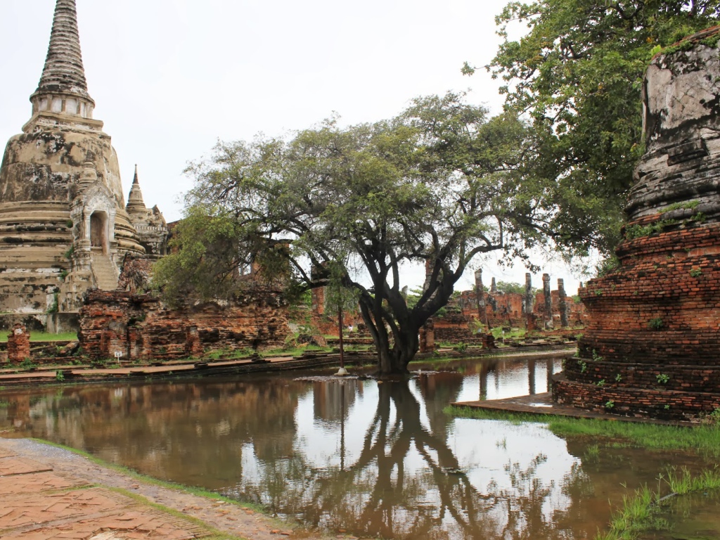 Дерево в воде на курорте Лопбури, Таиланд
