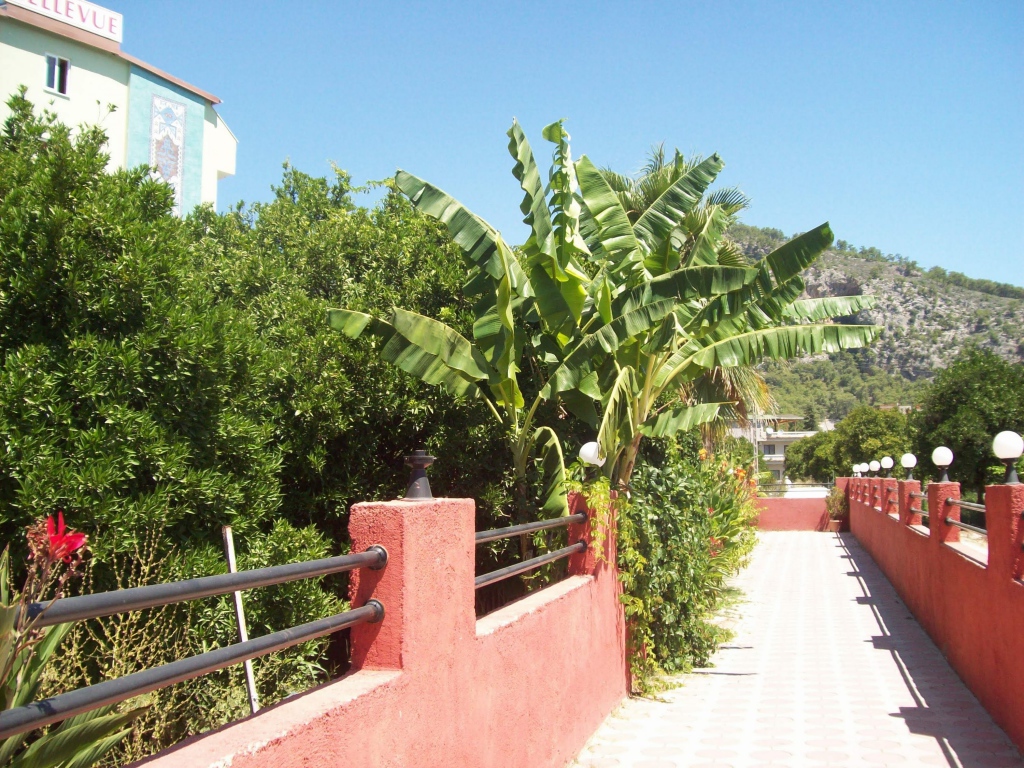 Зеленые растения в Кемере, Турция