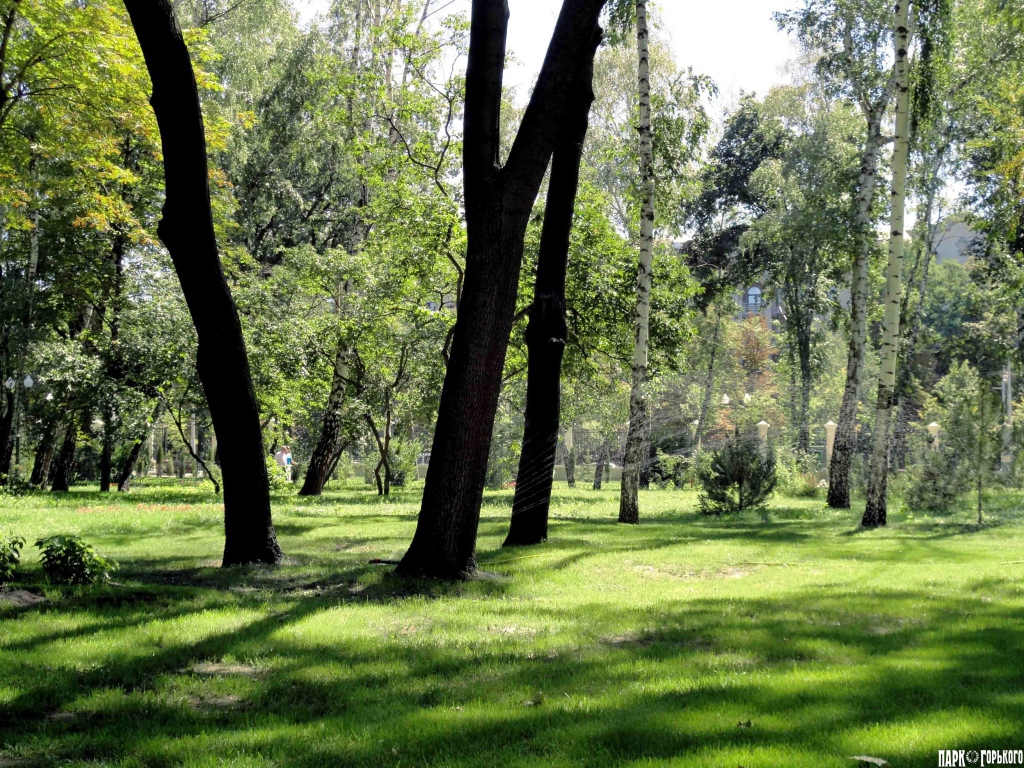 Леса в Харькове