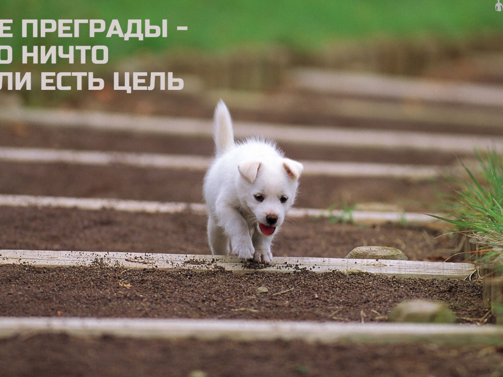 Иди к своей цели