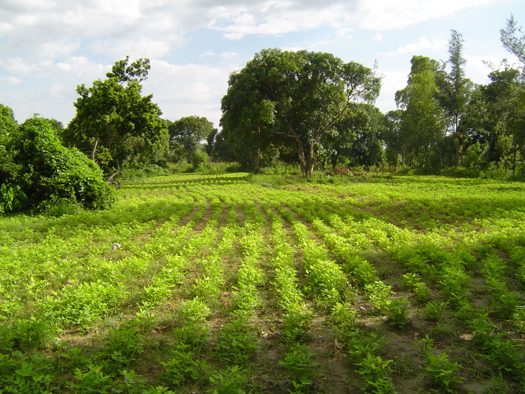 Зеленый пейзаж Гаити