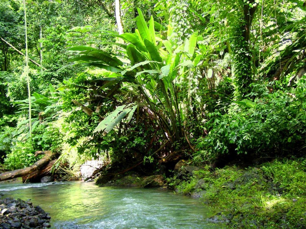 Джунгли Коста-Рика