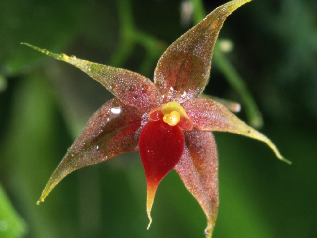 Орхидея в Коста-Рика