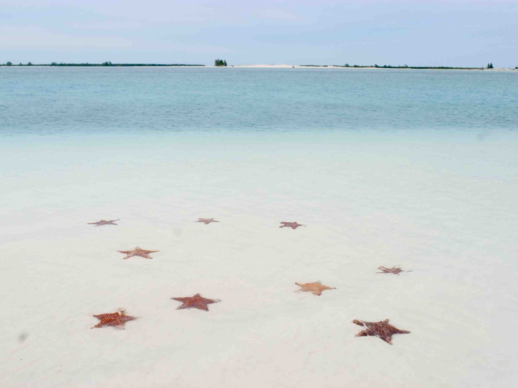 Морские звезды на пляже на курорте Кайо Ларго, Куба