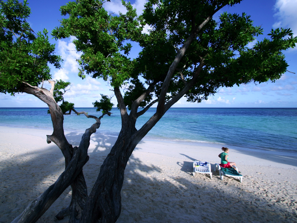 Дерево на пляже на курорте Гуардалавака, Куба
