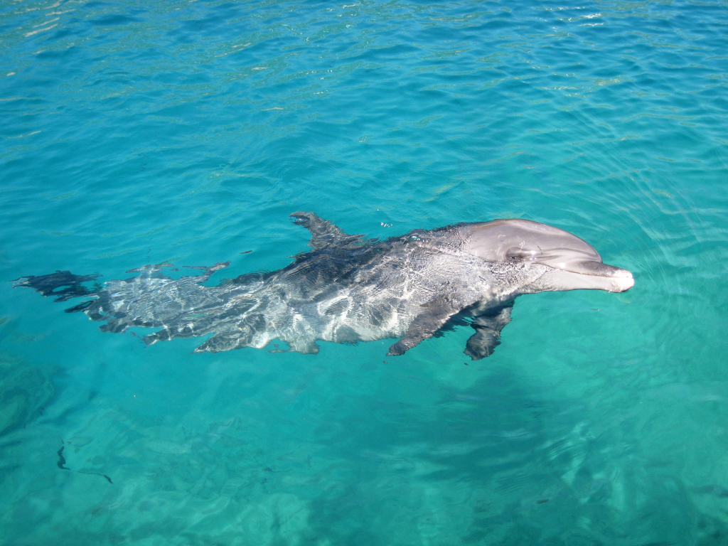 Изящное место в Коста-Рика